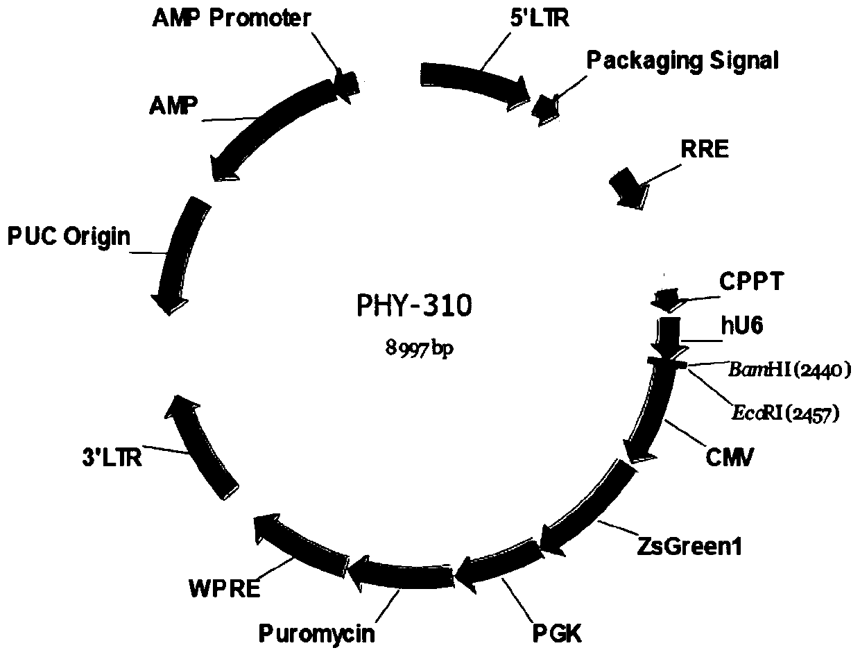 Application of inhibitor of rpl10 in preparation of medicine for treating ovarian cancer