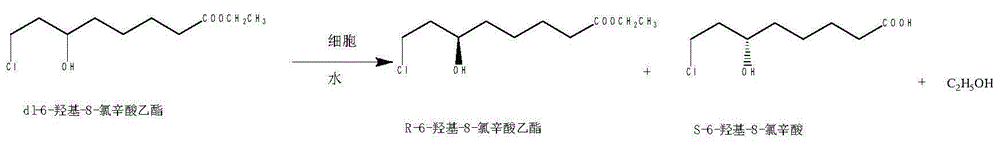 Method for preparing (S)-6-hydroxy-8-chlorine ethyl caprylate through reductase