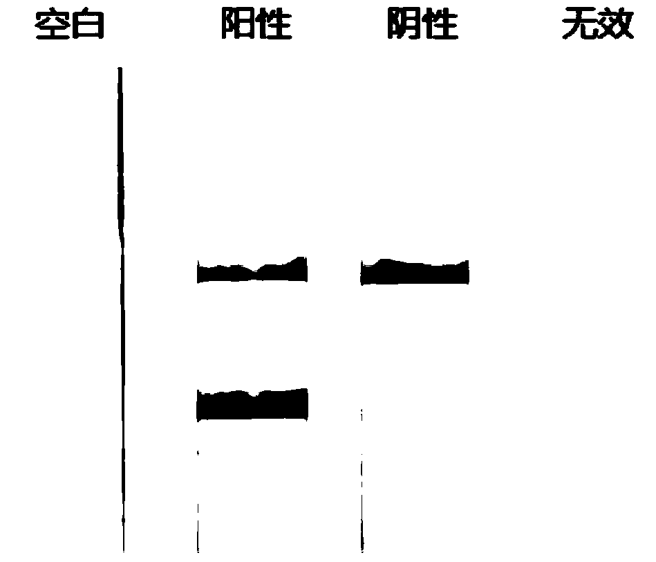 Preparation method and application of nucleic acid lateral flow test strip for detecting Shigella