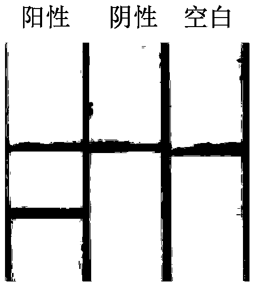 Preparation method and application of nucleic acid lateral flow test strip for detecting Shigella