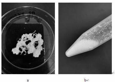 A method for constructing a three-dimensional cell culture microenvironment and its application