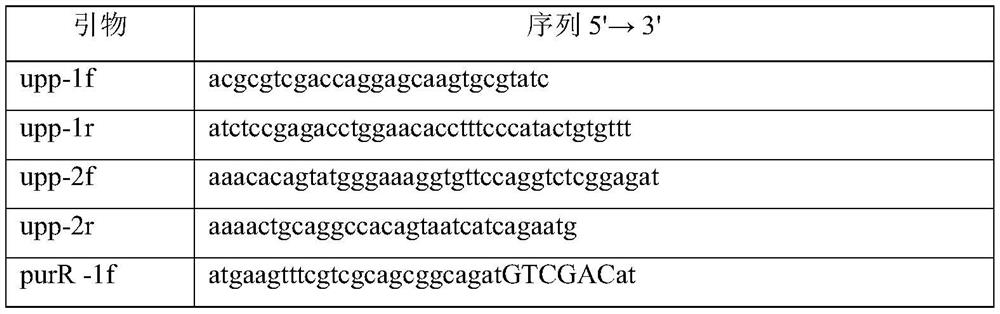 Riboflavin-producing bacillus subtilis and construction method and application thereof