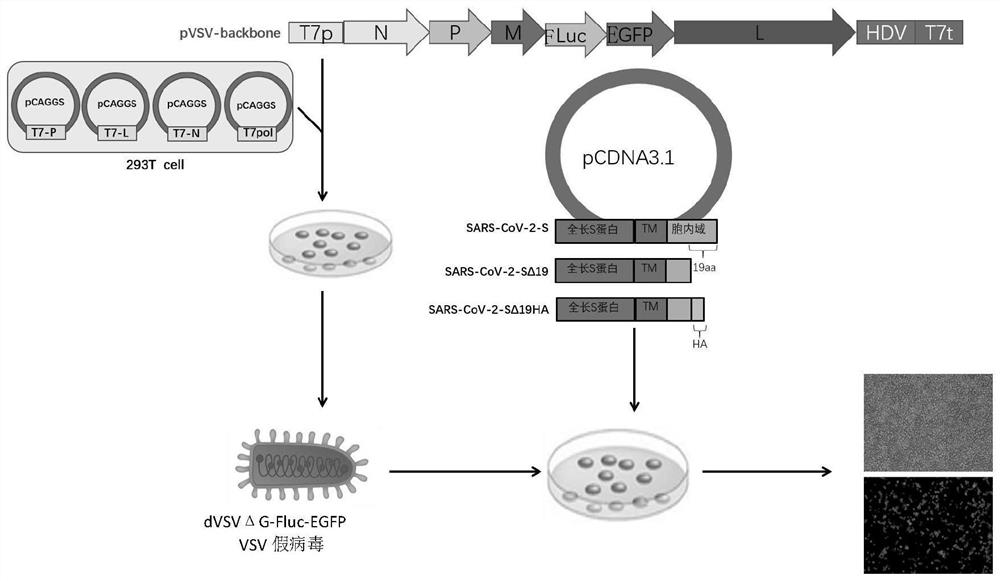 Coronavirus pseudovirus packaging system and packaging method, and application of coronavirus pseudovirus to evaluating disinfection efficacy