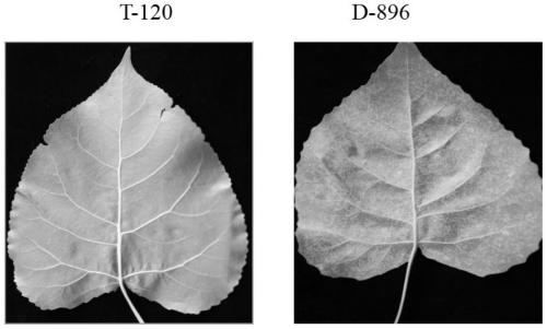 Populus deltoides brown leaf rust-resistant gene PdGsSRK, expressed protein, cloning primer pair and application thereof