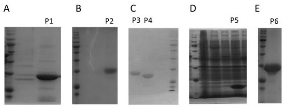 Immunochromatographic test strip for detecting feline panleukopenia syndrome virus antibody, preparation method and application thereof