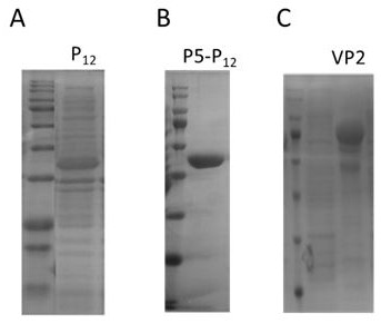 Immunochromatographic test strip for detecting feline panleukopenia syndrome virus antibody, preparation method and application thereof