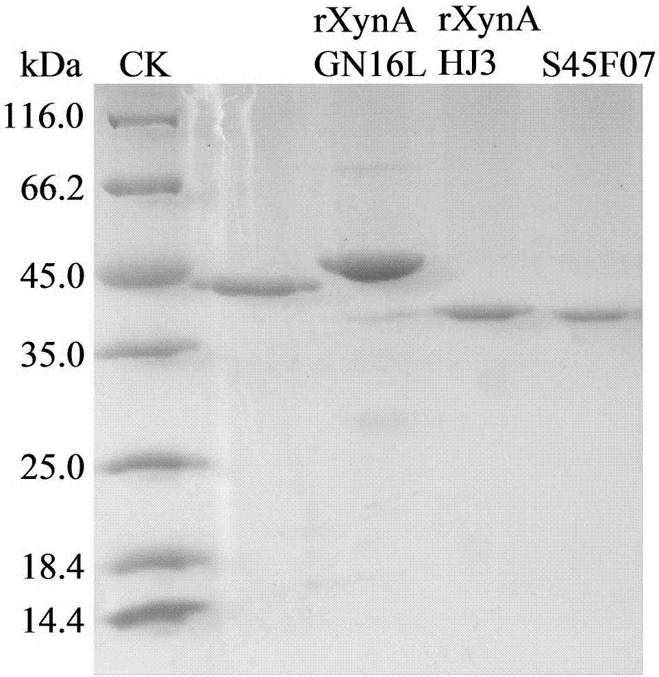 Endo-xylanase mutant with improved pH, temperature and salt adaptability and application of endo-xylanase mutant