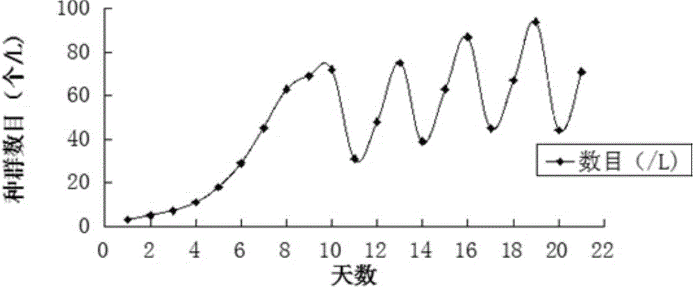 A method for screening, purifying and large-scale cultivation of Daphnia warmi