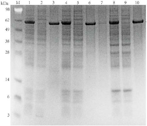 Chitin enzyme mutant capable of improving enzyme activity