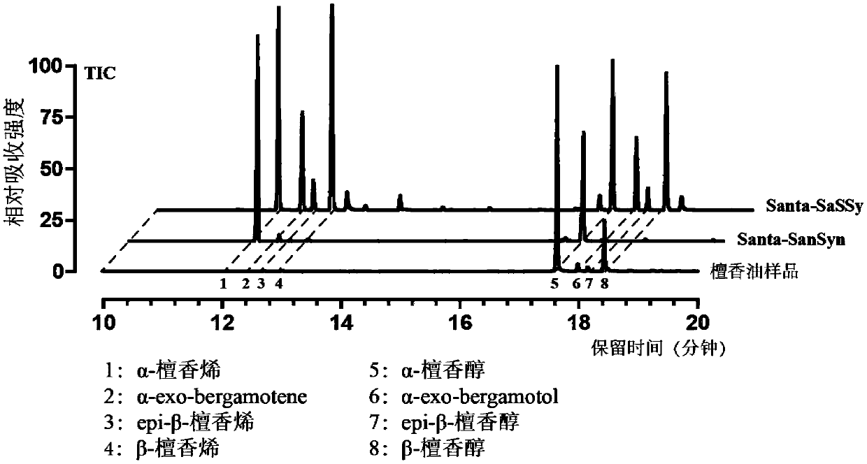 Recombinant saccharomycetes for high yield of sandalwood oil as well as construction method and application thereof