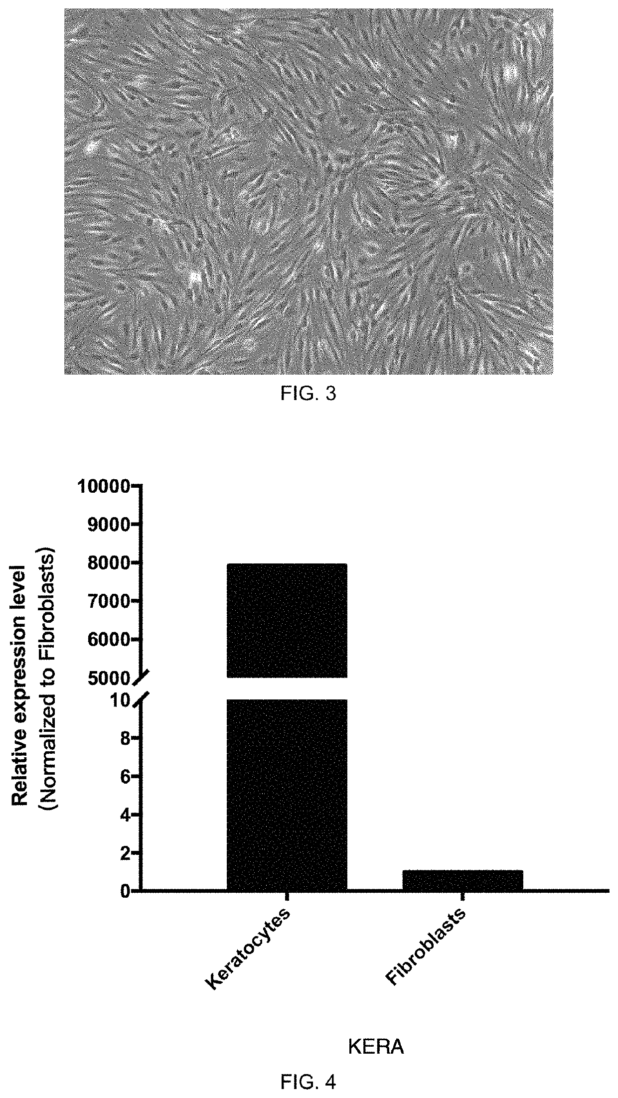 Methods of serum-free culturing corneal limbal stromal stem cells and inducing sphere formation and differentiation in vitro