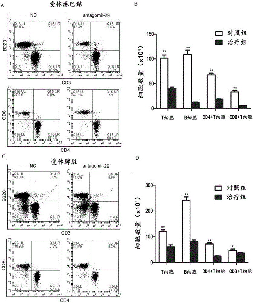 Mir-29 and application of inhibitor thereof in preparing medicine resisting organ transplant rejection