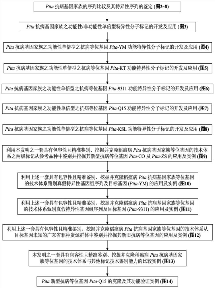 Technical system which has inclusiveness and can accurately identify, excavate and clone alleles of rice blast Pita disease-resistant gene family