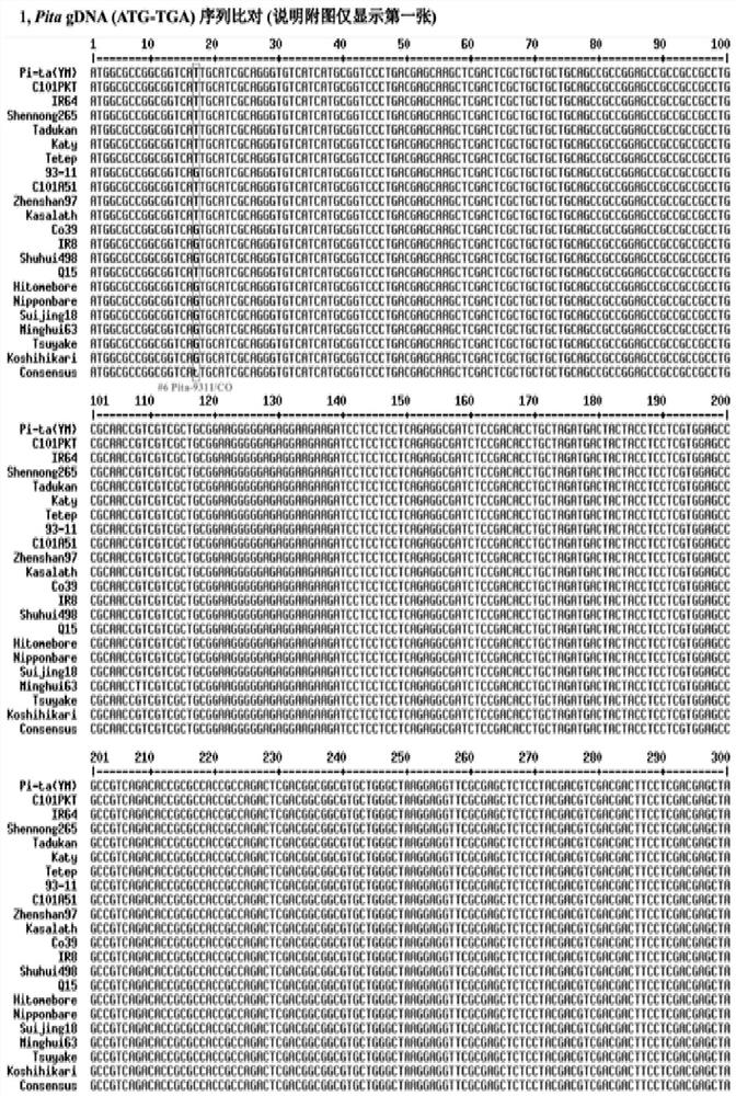 Technical system which has inclusiveness and can accurately identify, excavate and clone alleles of rice blast Pita disease-resistant gene family