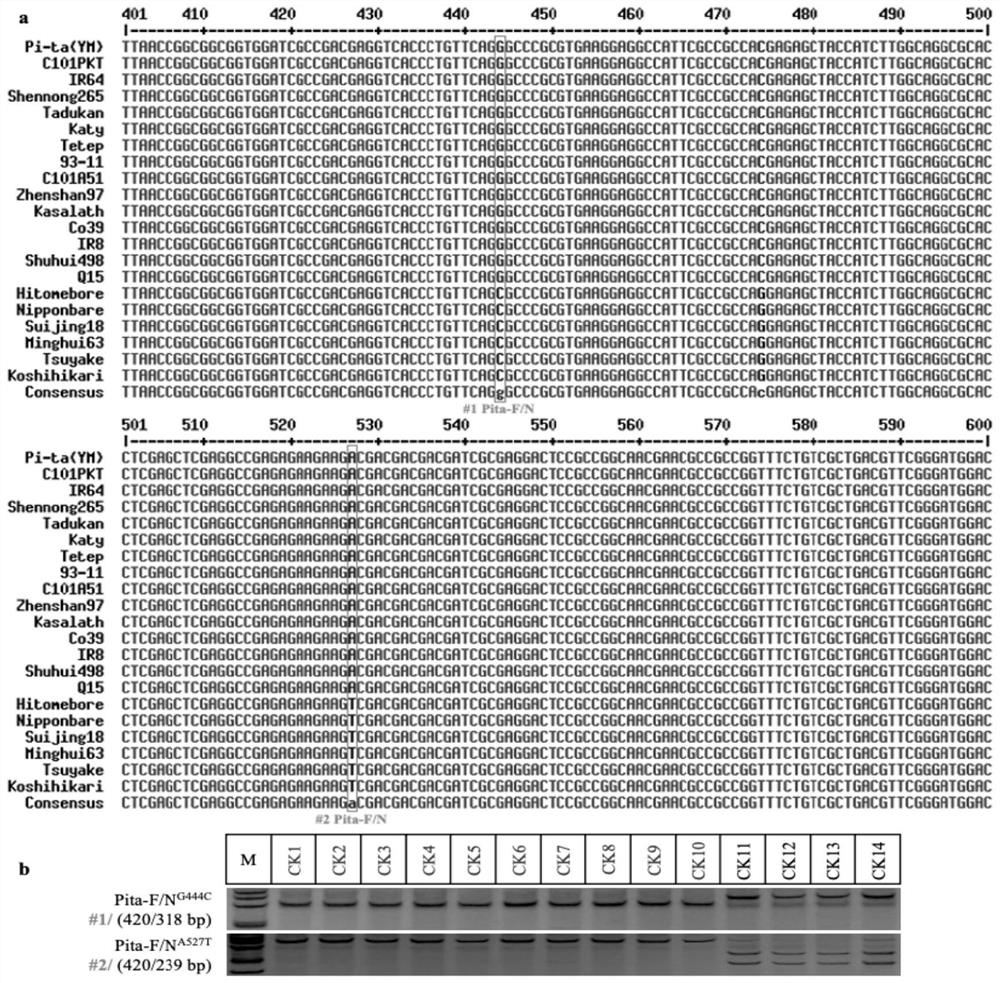 Technical system which has inclusiveness and can accurately identify, excavate and clone alleles of rice blast Pita disease-resistant gene family