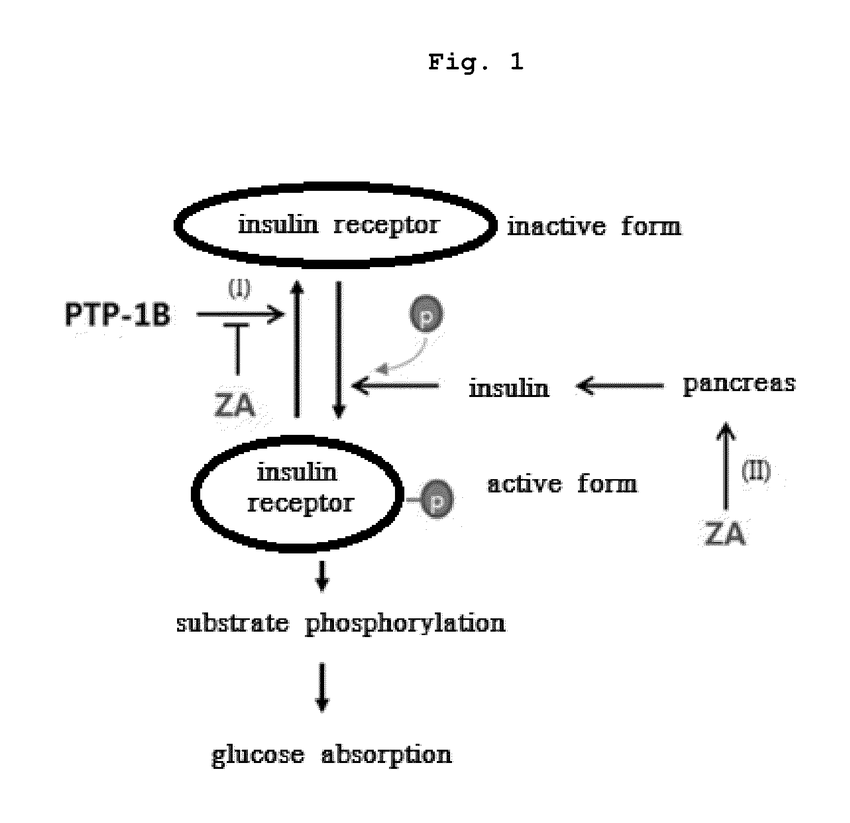 Pharmaceutical composition for preventing or treating Diabetes mellitus comprising bisphophonates