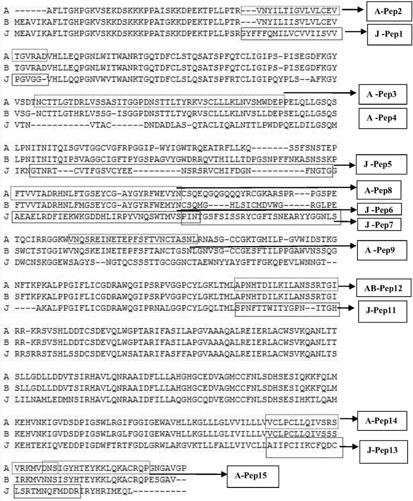 Specific antigen epitope for avian leukosis virus subgroup J, fusion protein, specific antibody and application thereof