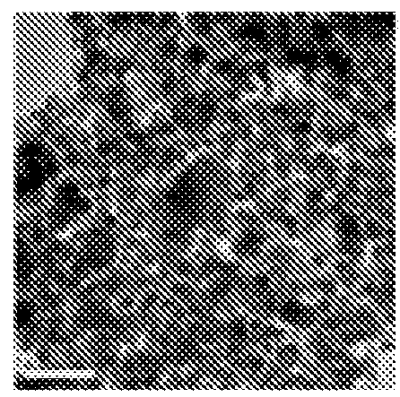 Functionalized magnetic nanoparticles and a method for preparation thereof