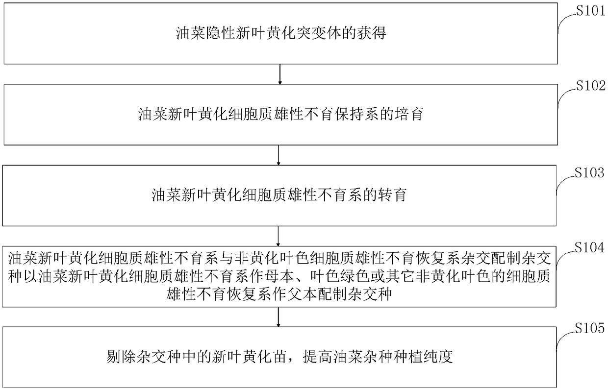 Method for preparing cytoplasmic male sterile hybrid varieties for improving rapeseed planting purity