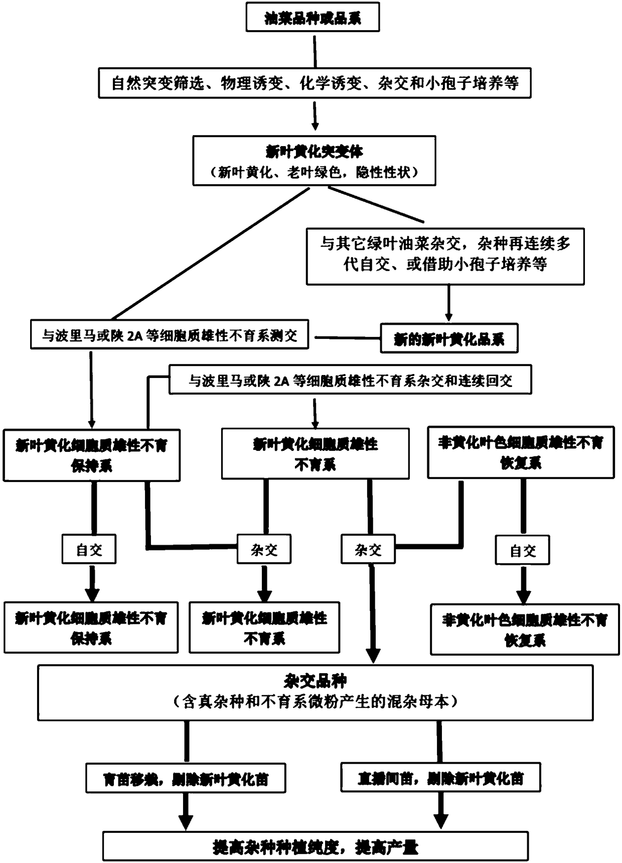 Method for preparing cytoplasmic male sterile hybrid varieties for improving rapeseed planting purity