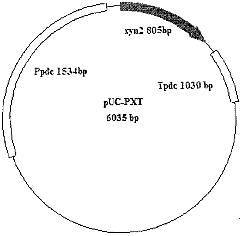 Constitutive expression cassette of Trichoderma reesei, expression vector, and recombinant strain and application thereof