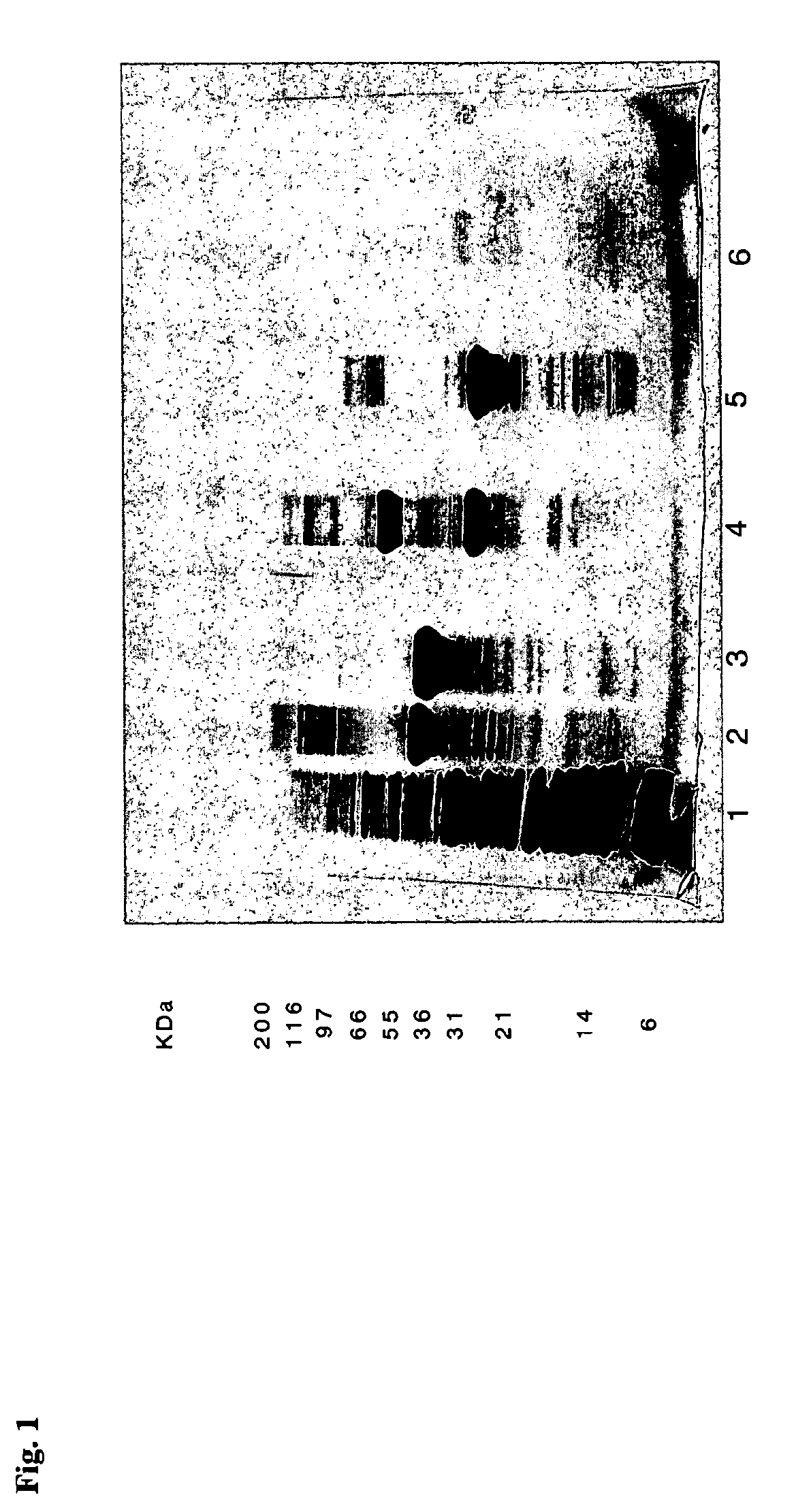 Antibody purification by protein a and ion exchange chromatography