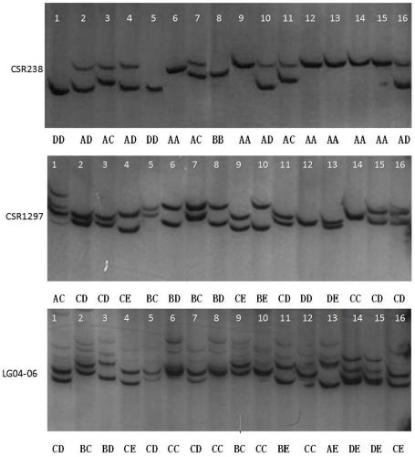 Molecular marker combinations, methods and applications for rapid identification of different albino tea tree varieties