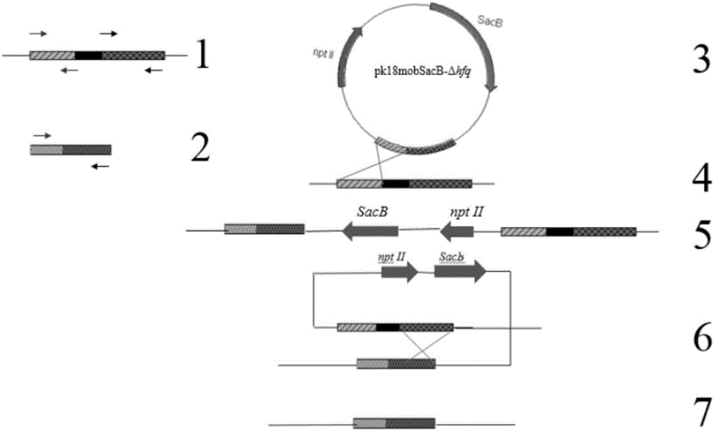 Method for screening marker-free deletion mutant of Xanthomonas citri subsp.citri hfq gene