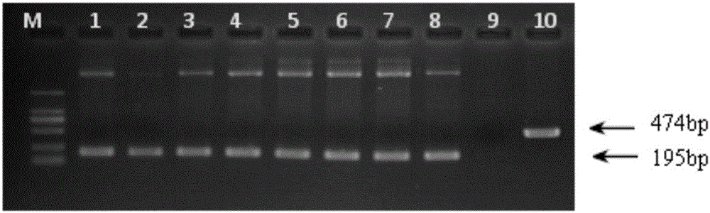 Method for screening marker-free deletion mutant of Xanthomonas citri subsp.citri hfq gene