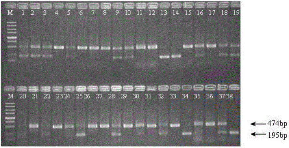 Method for screening marker-free deletion mutant of Xanthomonas citri subsp.citri hfq gene