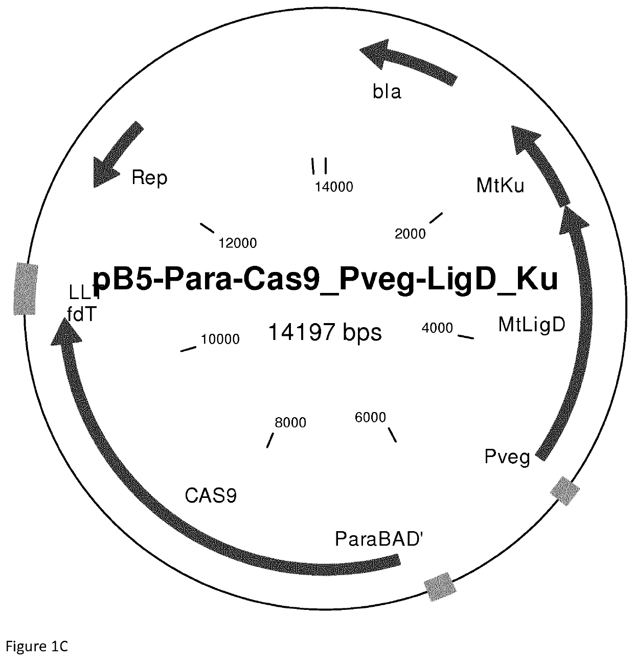 Reconstitution of dna-end repair pathway in prokaryotes
