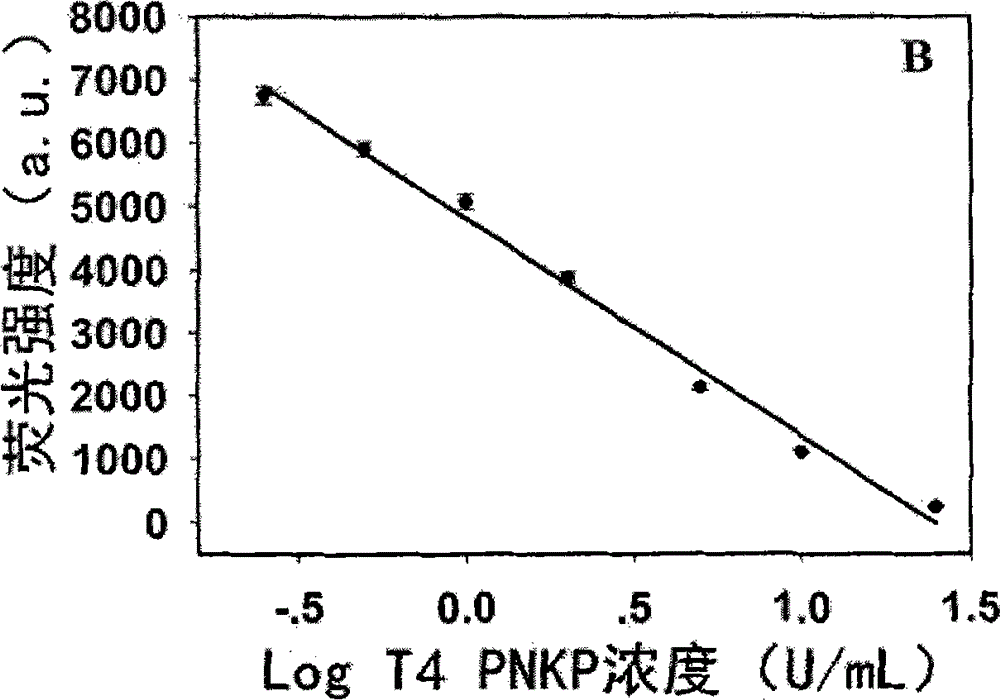 Novel method for beacon-free detection of T4 PNKP (T4 polynucleotide kinase)/phosphatase and inhibitor of T4 PNKP/phosphatase on basis of fluorescent copper nanoparticles