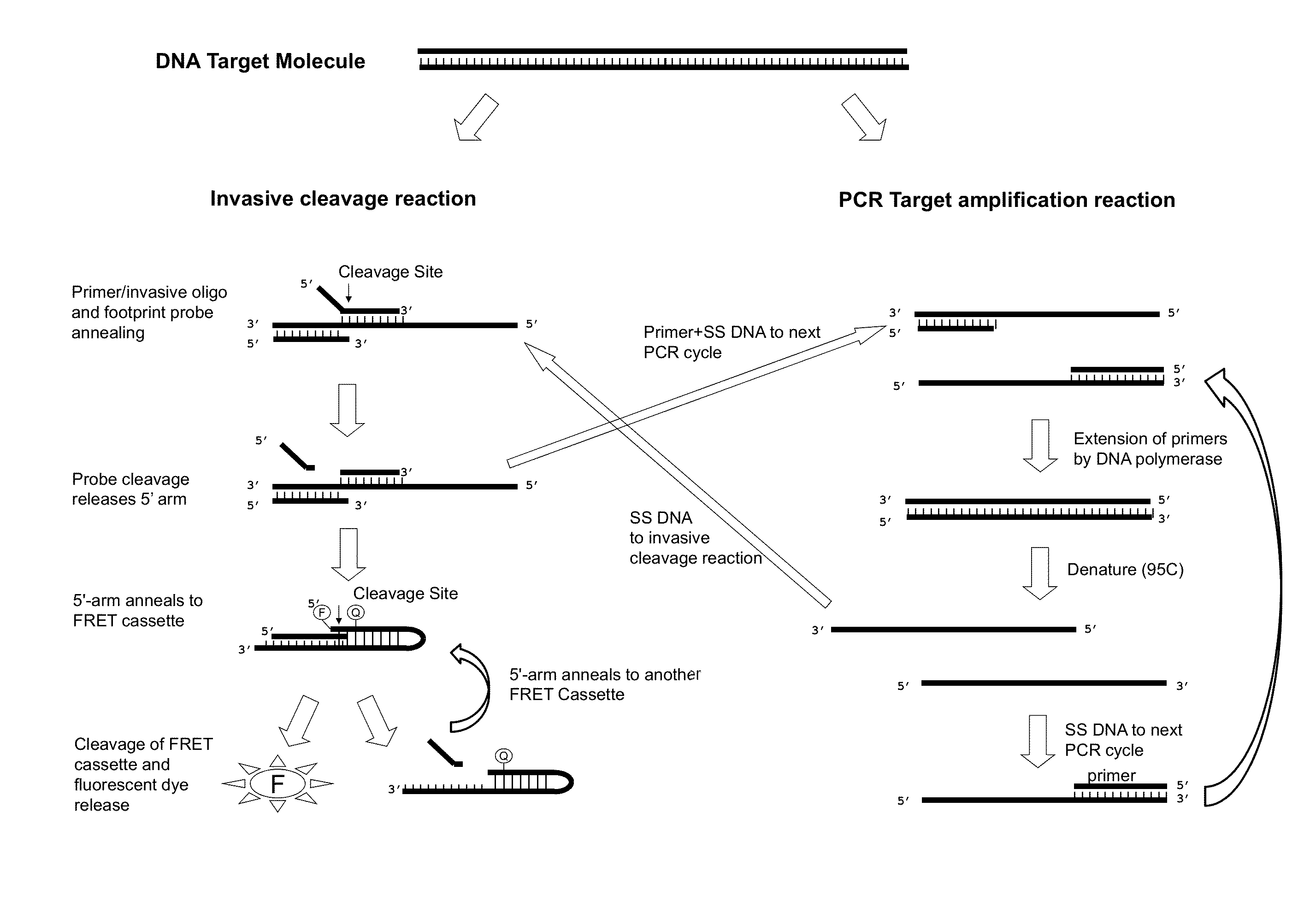 Normalization of polymerase activity