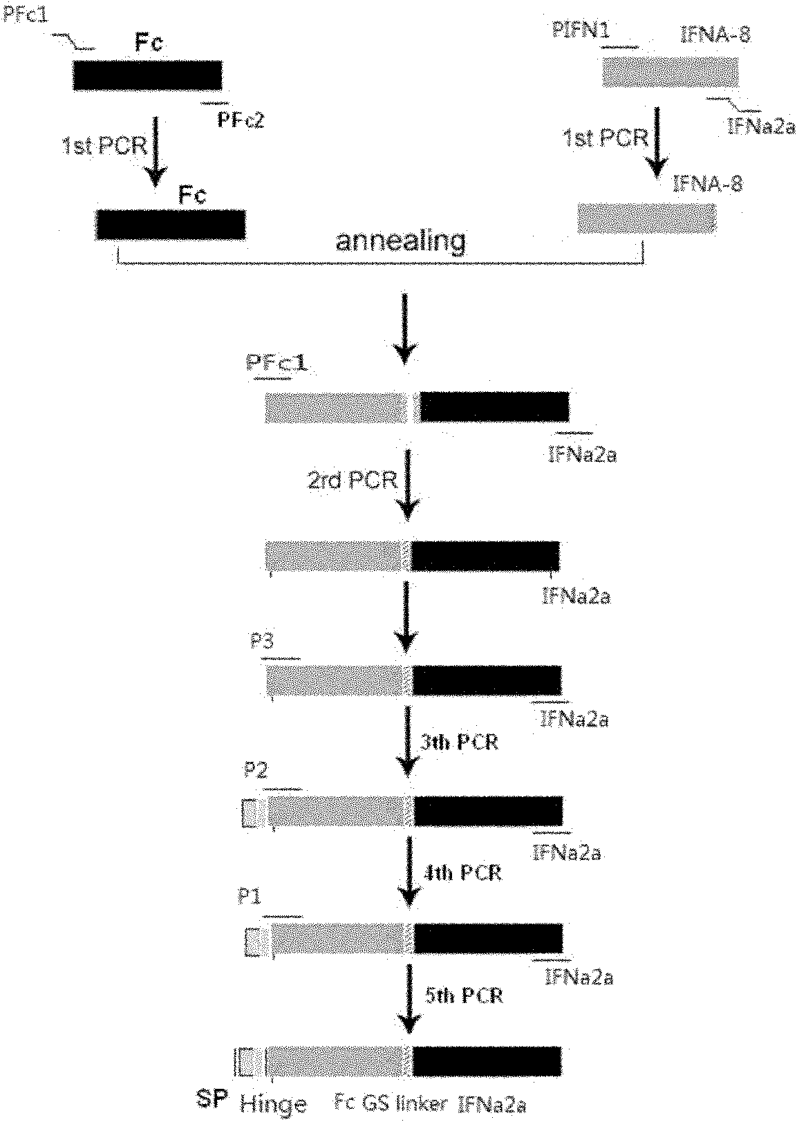 Interferon fusion protein, preparation thereof and application thereof