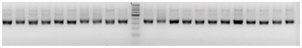 Construction method of amplicon library