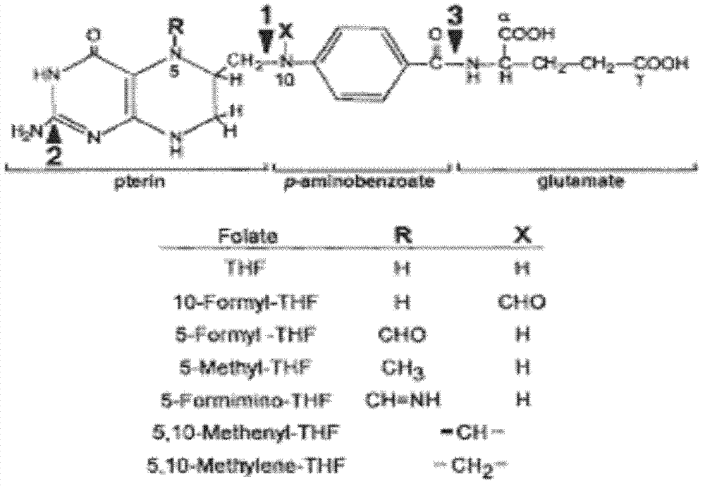 Method for increasing plant folate content by using synergistic effect of transferred soybean genes of GTPCHI and ADCS