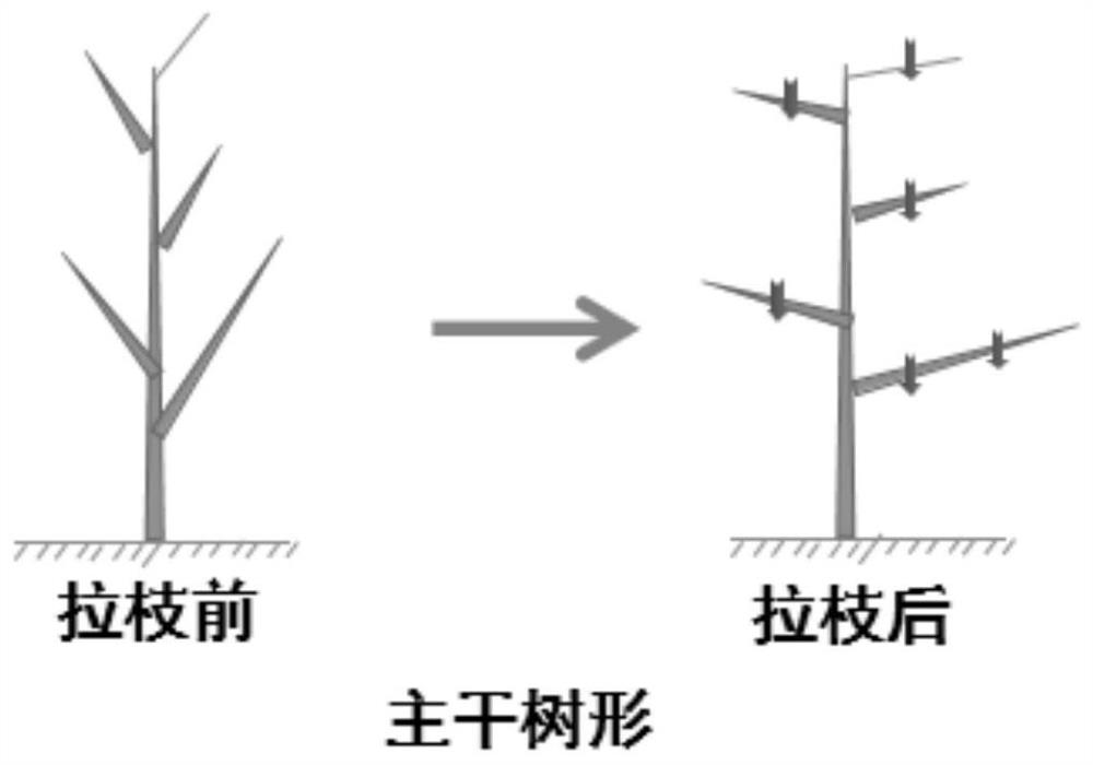 High-yield labor-saving branch pulling method for fruit trees