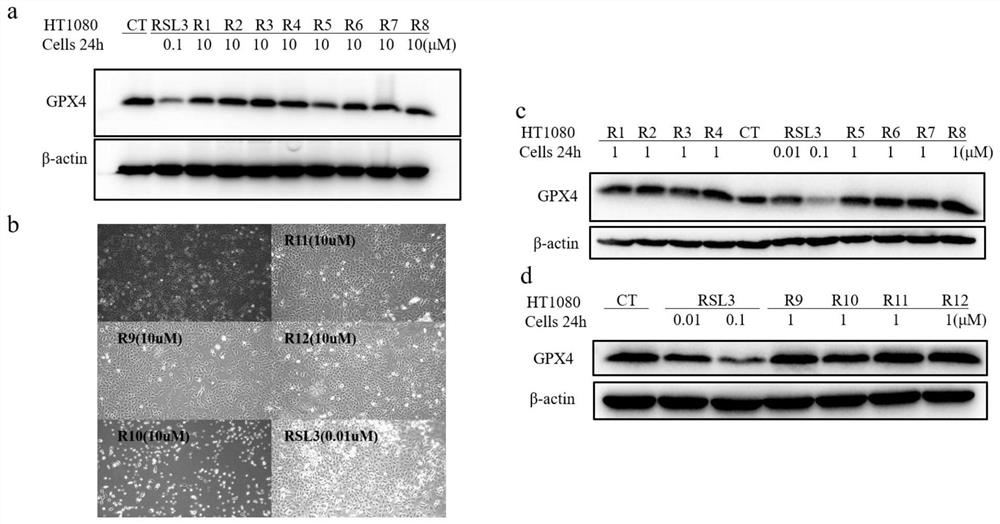 GPX4 protein degradation agent, preparation method and application thereof, and antitumor cell drug