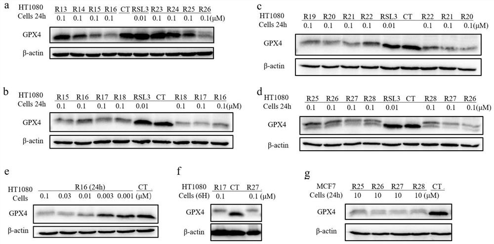 GPX4 protein degradation agent, preparation method and application thereof, and antitumor cell drug