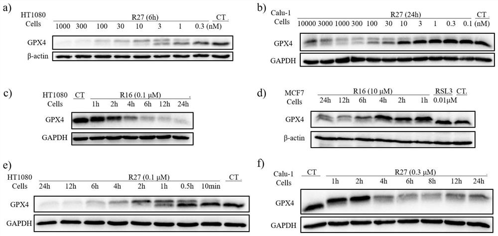 GPX4 protein degradation agent, preparation method and application thereof, and antitumor cell drug