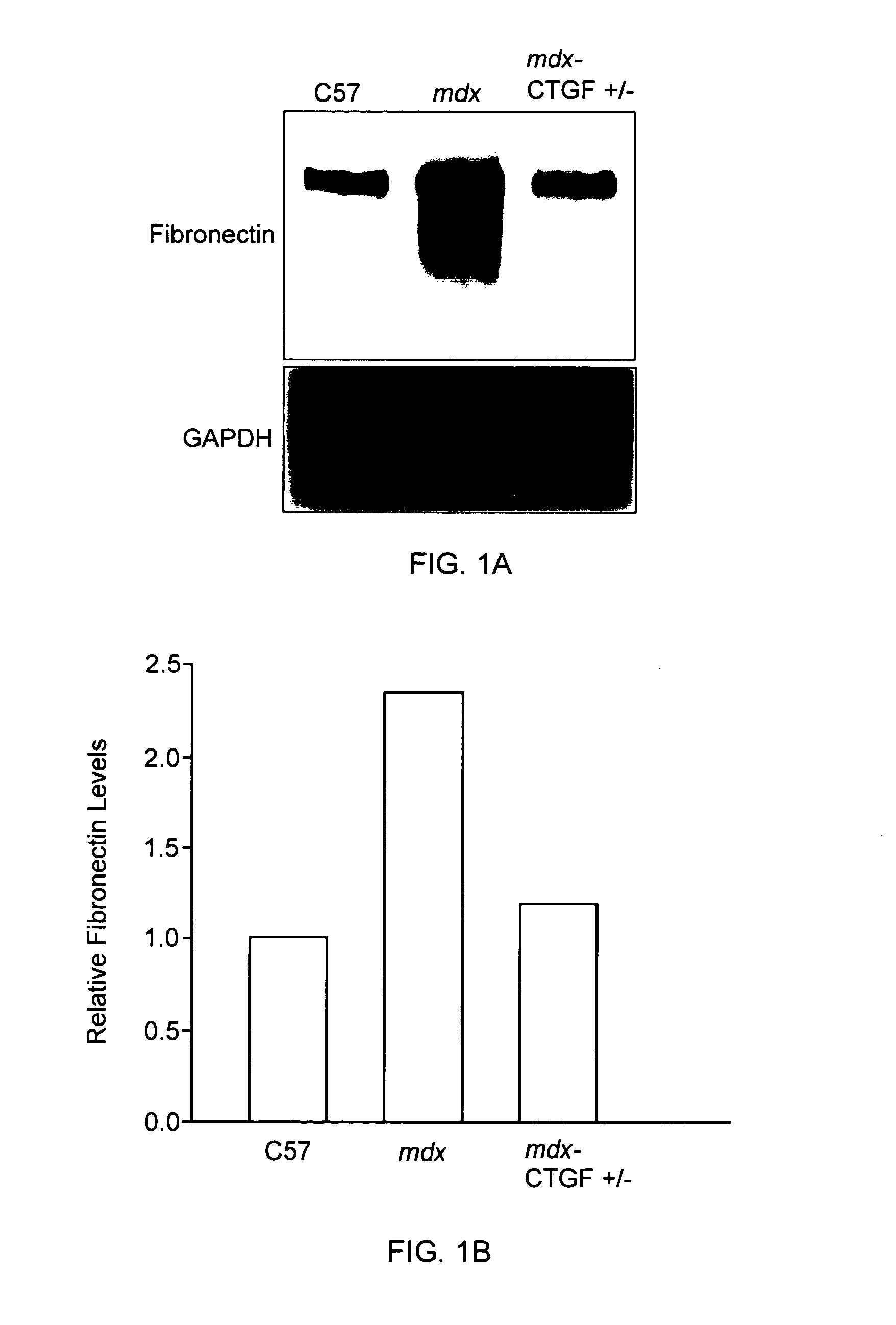 Methods for Treatment of Muscular Dystrophy