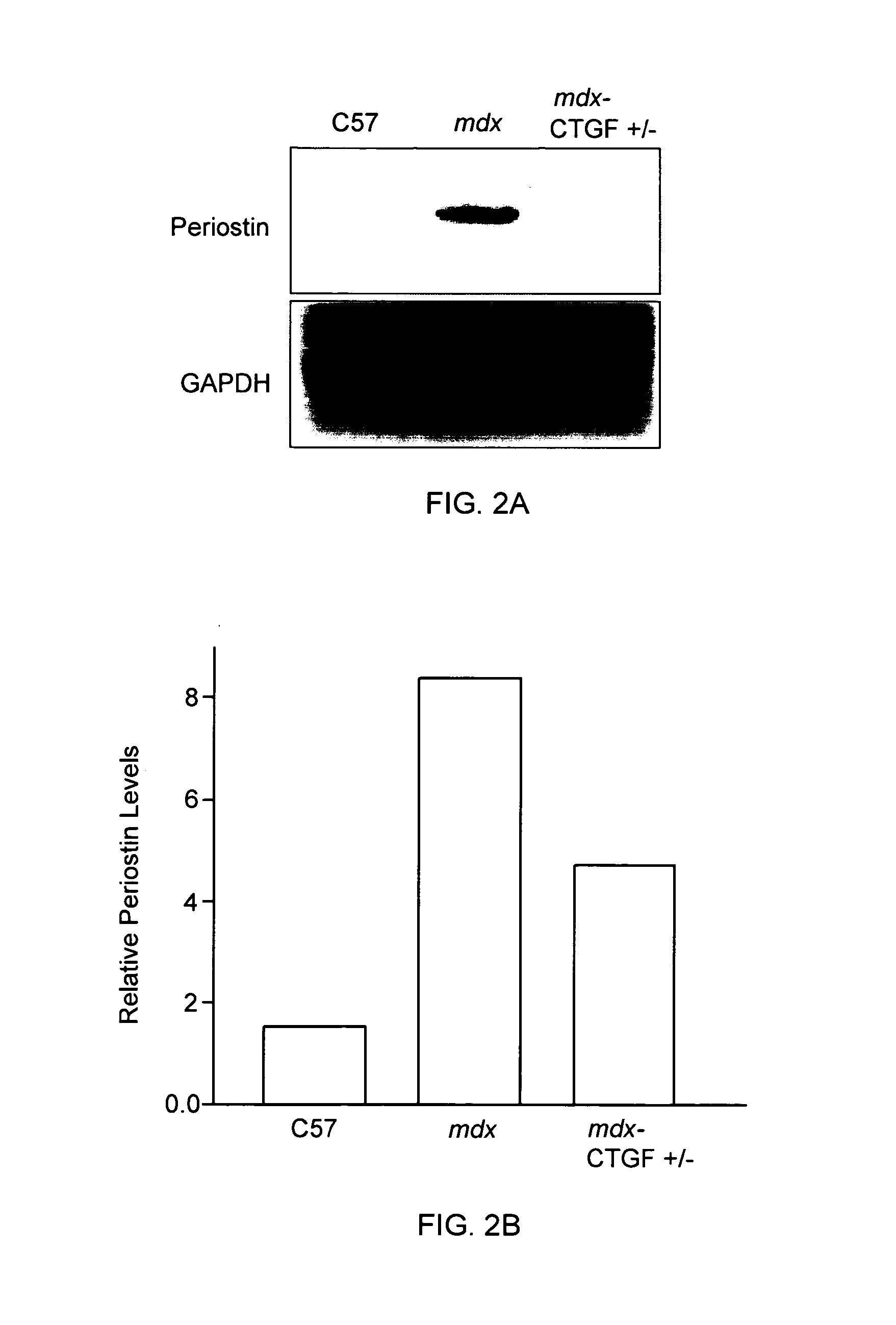 Methods for Treatment of Muscular Dystrophy