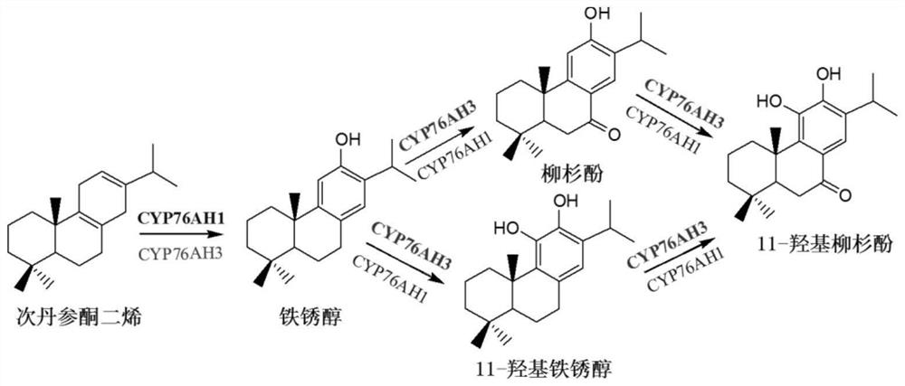 A Salvia miltiorrhiza p450 mutant used for preparing tanshinone compounds