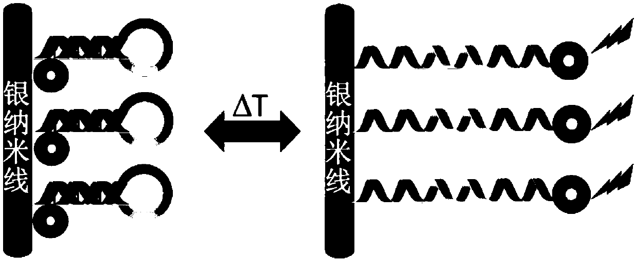 A fluorescent nanometer thermometer based on silver nanowires and its preparation method