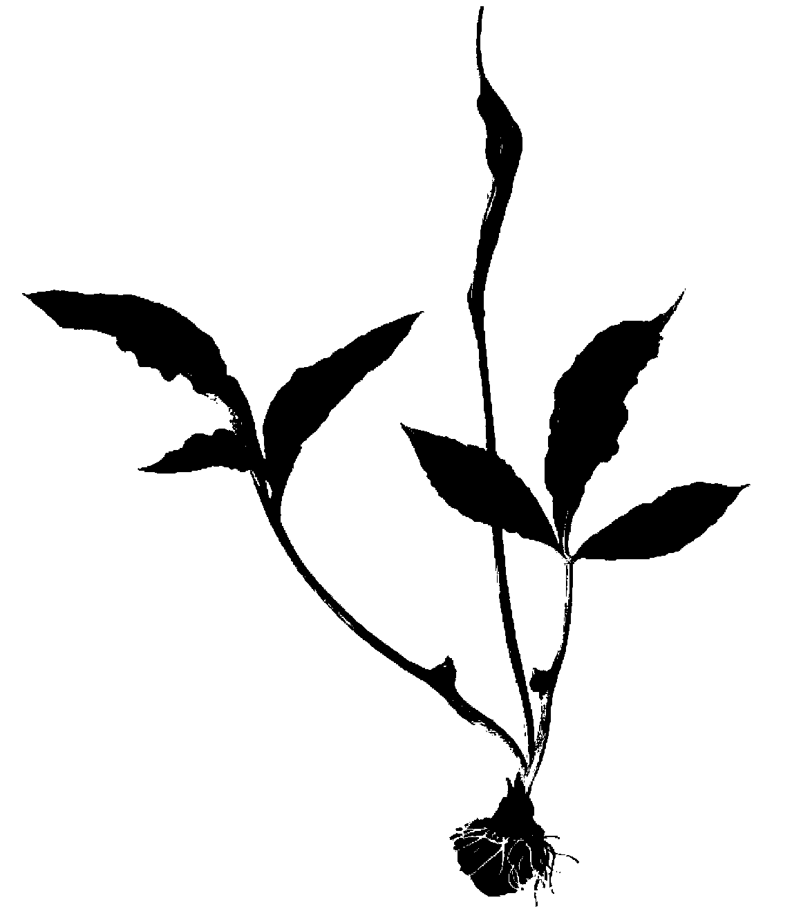 Method for rapid breeding by pinellia ternate stems