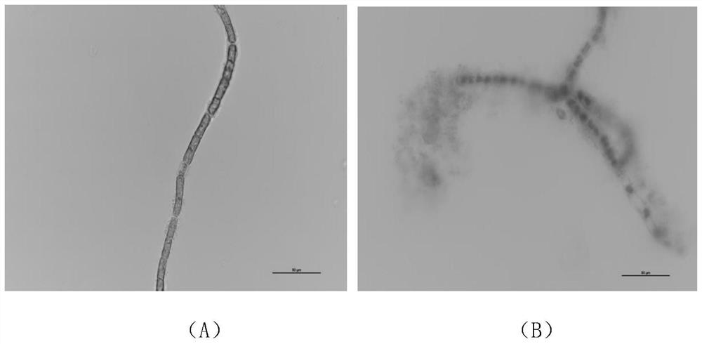 A plant-derived algastatic agent for inhibiting the growth of yellow hair algae and its preparation method and application