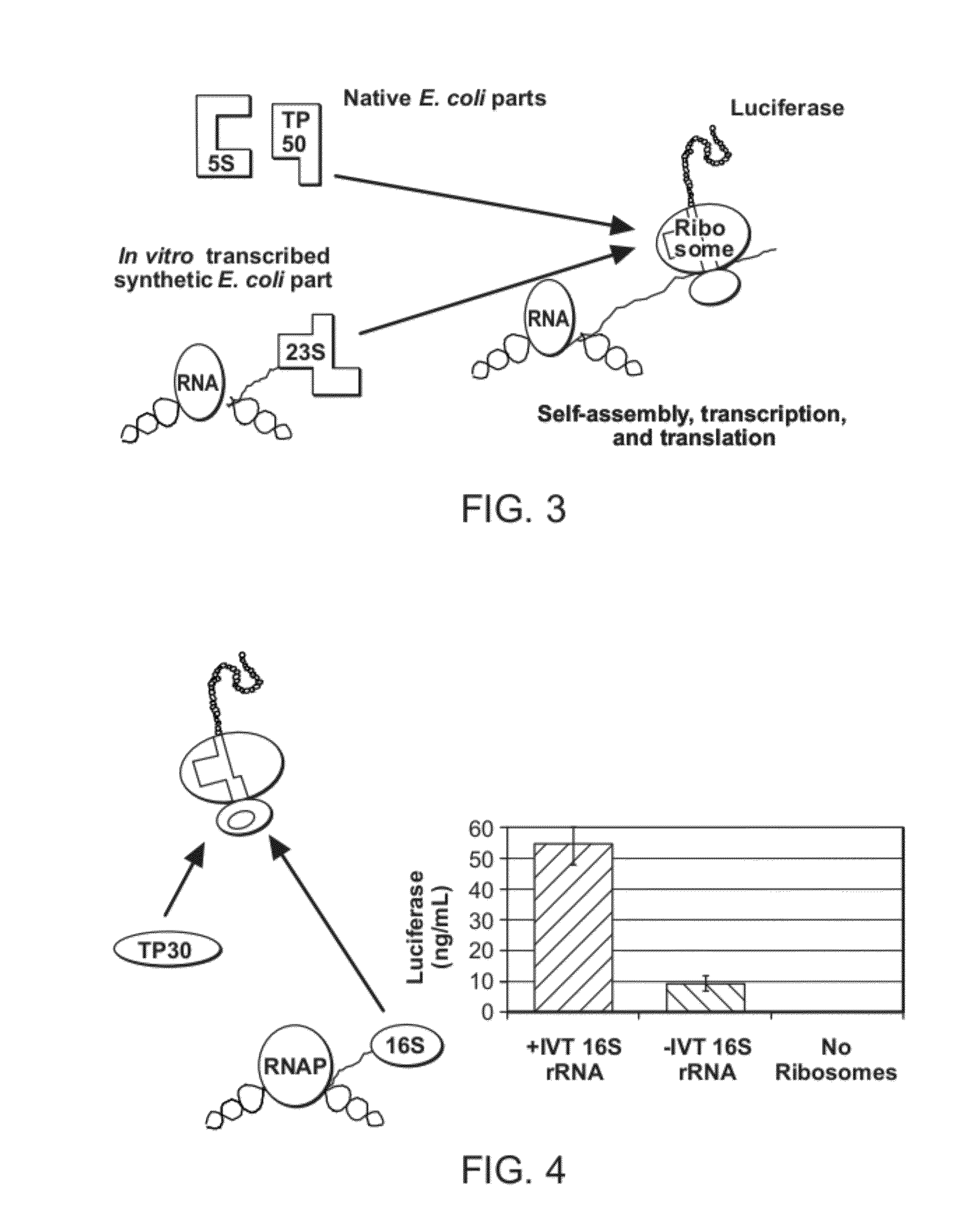 Method of Making Ribosomes