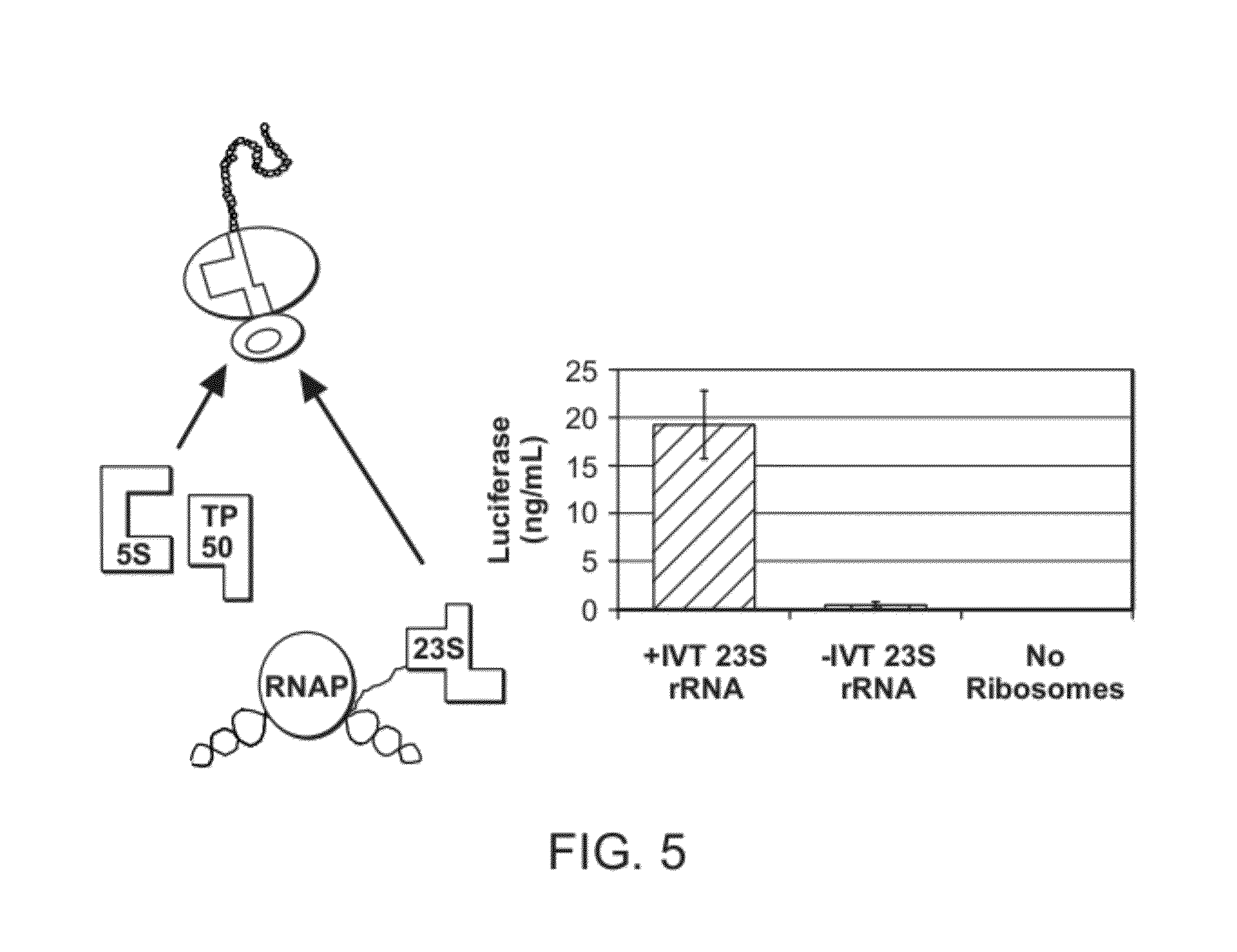 Method of Making Ribosomes