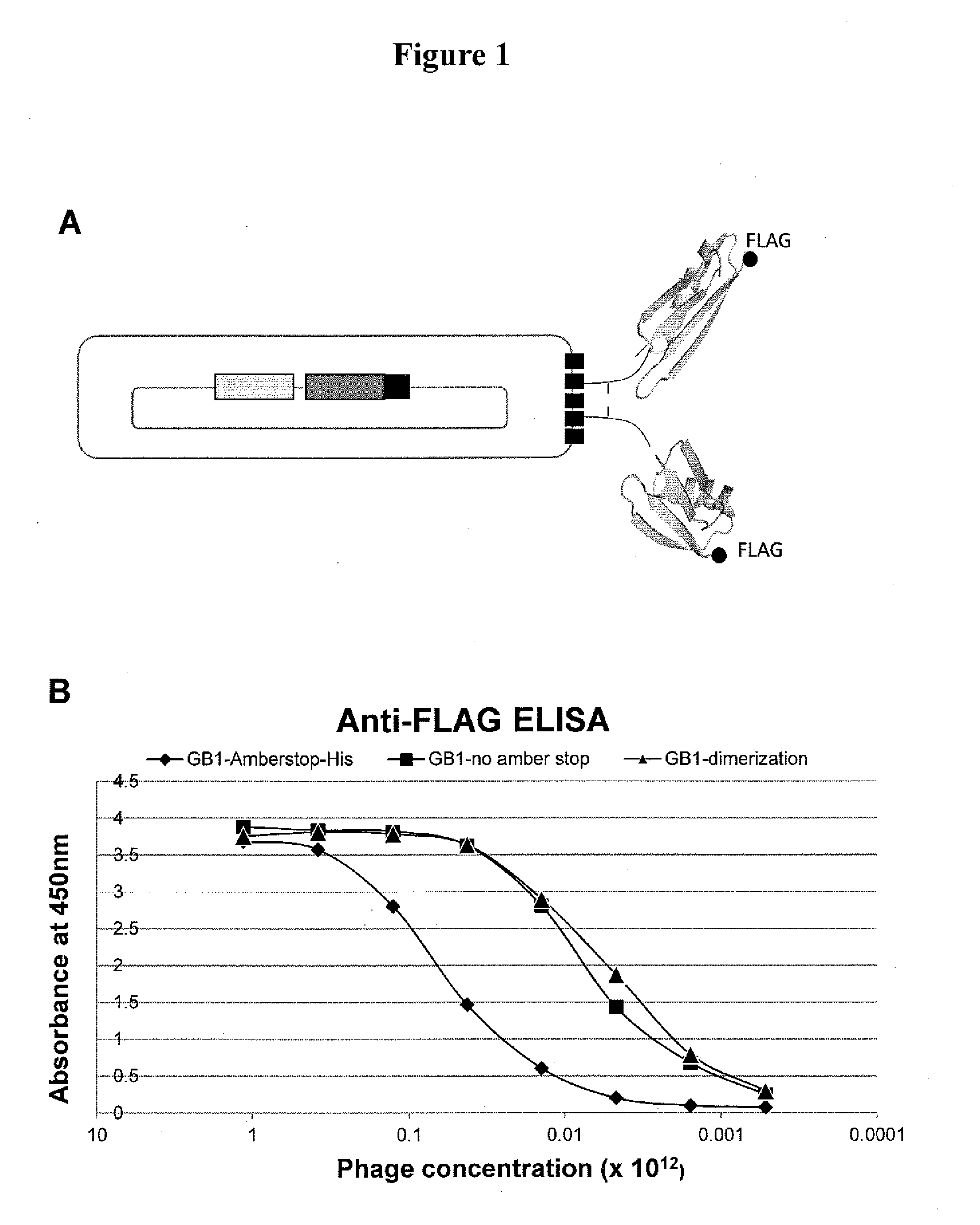 Methods and compositions for identifying d-peptidic compounds that specifically bind target proteins