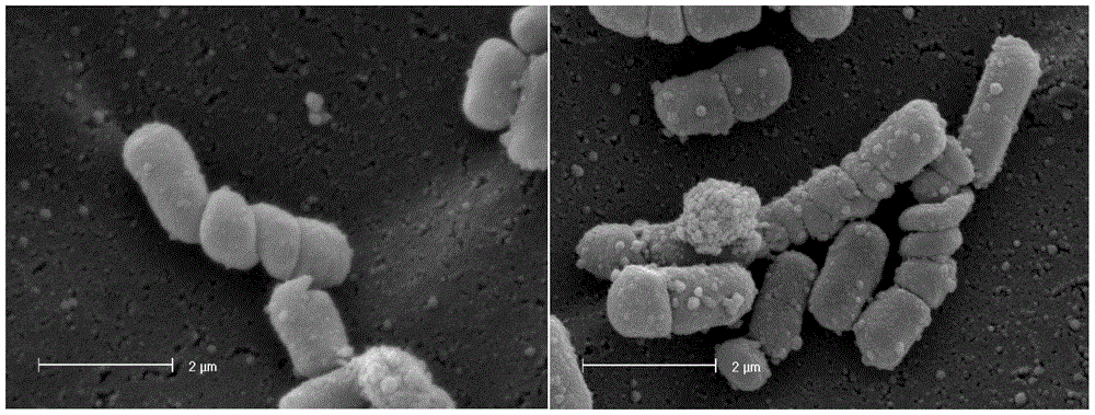 New strain of Lactobacillus mucosa